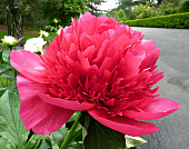 Биг-Пак Пион Мэни Хэппи Ретёрнс (10 шт)