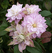 Минивитрина Клематис Дансинг Смайл