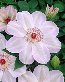 Минивитрина Клематис Доун