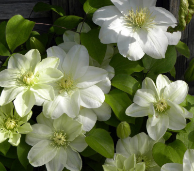 Минивитрина Клематис Джернси Крим