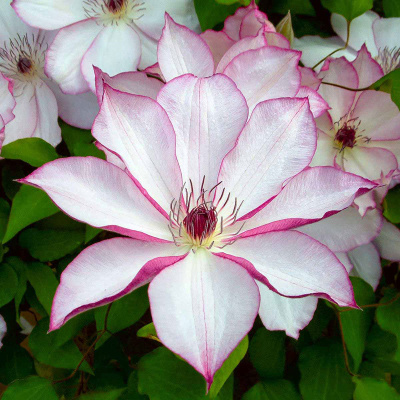 Минивитрина Клематис Омоширо