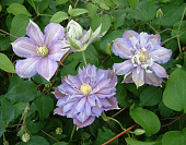 Минивитрина Клематис Паола