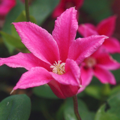 Минивитрина Клематис Принцесс Оф Уэйльс