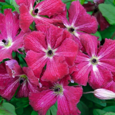 Минивитрина Клематис Рубра (Кермесина)