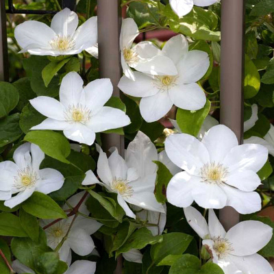 Минивитрина Клематис Шираюкихиме