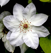 Минивитрина Клематис Вальге Даам