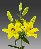 Лилия Даунтаун (5 шт)