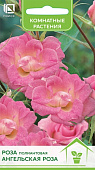 Роза Ангельская роза (полиантовая) 5шт