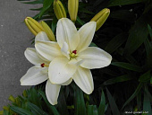 Лилия Аарон