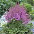Астильба Аметист (1 шт)