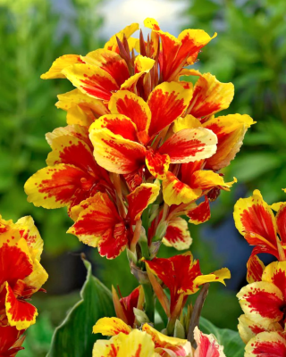 Канна Рейн (Королева) Шарлотт (1 шт)