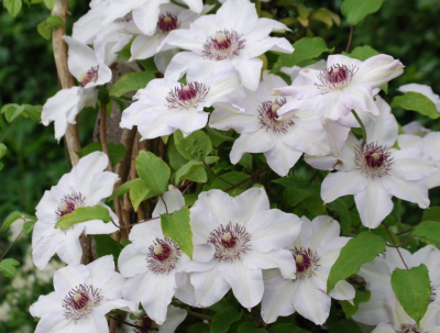 Минивитрина Клематис Мисс Бейтман