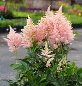 Астильба Систер Тереза (1 шт)