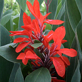 Канна Бриллиант (1 шт)