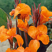 Канна Либерти (1 шт)