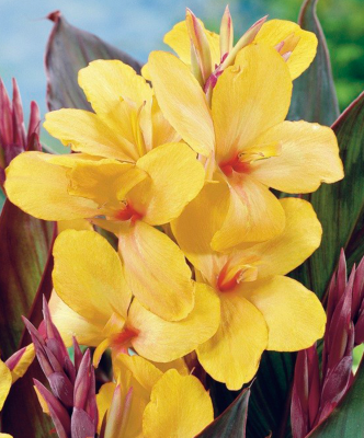 Канна Луйс Коттин (1 шт)