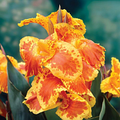 Канна Мистер Крози (1 шт)