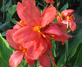 Канна Миссис Оклахома (1 шт)