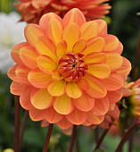 Минивитрина Георгин Грейслэнд (15 шт)