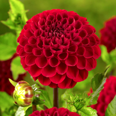 Георгин Викинг (1 шт)