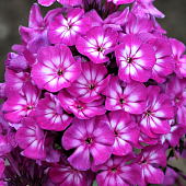 Флокс Катя (2 шт)