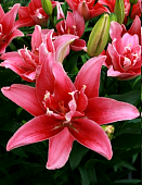 Лилия Дабл Леди (5 шт)