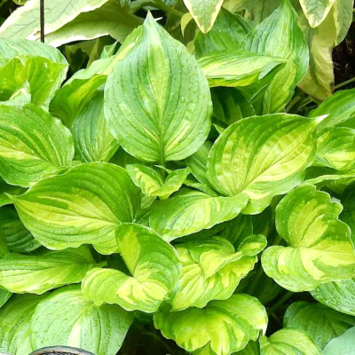 Хоста Ауреомакулата (1 шт)