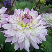 Минивитрина Георгин Крэйзи Лав (15 шт)