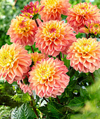 Минивитрина Георгин Принцесса Элизабет