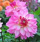 Георгин Сайнцерити (1 шт)