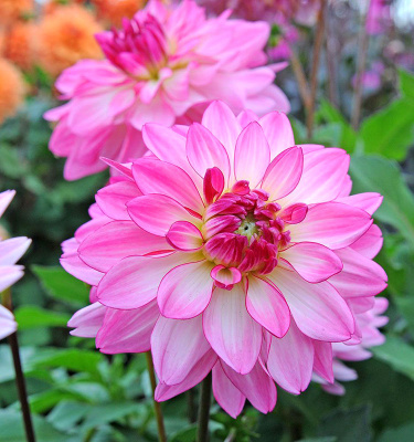 Георгин Сайнцерити (1 шт)