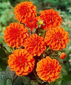 Минивитрина Георгин Оранж Наггет (15 шт)