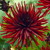 Минивитрина Георгин Нуи Д'эте (15 шт)