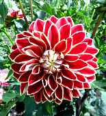 Минивитрина Георгин Максим