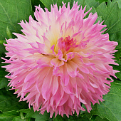 Минивитрина Георгин Надя Рут (15 шт)