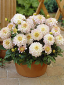 Минивитрина Георгин Гэллери Монет