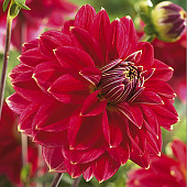 Минивитрина Георгин Мистер Оптимист (15 шт)