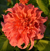 Георгин Белле Оф Бармера