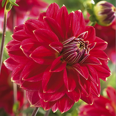 Георгин Мистер Оптимист (1 шт)