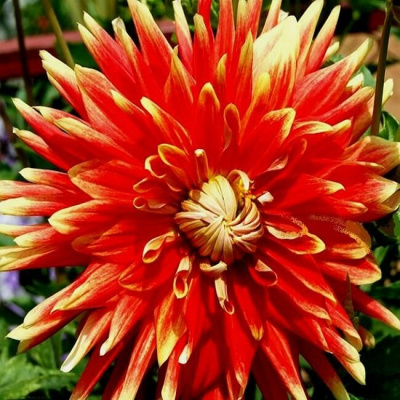 Георгин Отумн Санбёрст