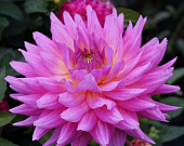 Георгин Хай Энид (1 шт)