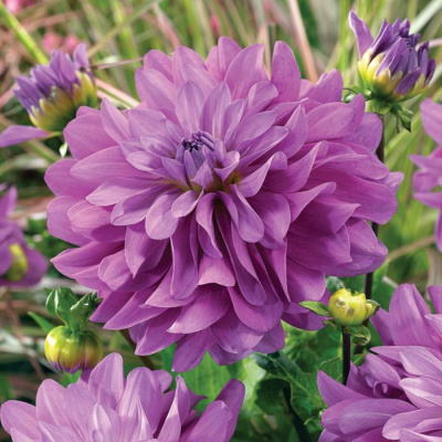 Георгин Блютифул