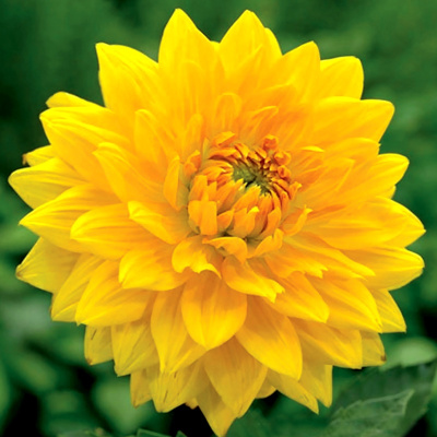 Георгин Голден Эмблем (1 шт)