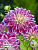 Георгин Пёрпл Экспложн (1 шт)