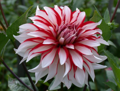 Георгин Санта Клаус (1 шт)