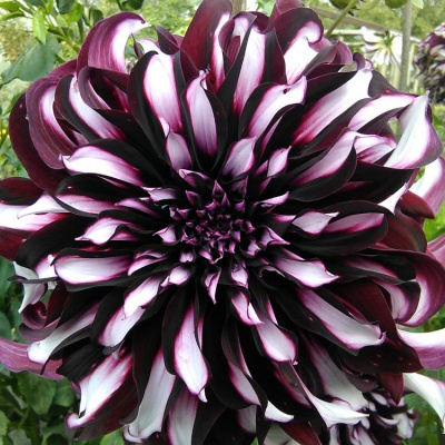 Георгин Тартан (1 шт)