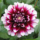 Георгин Эдинбург (1 шт)