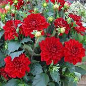 Георгин Элен Хьюстон (1 шт)