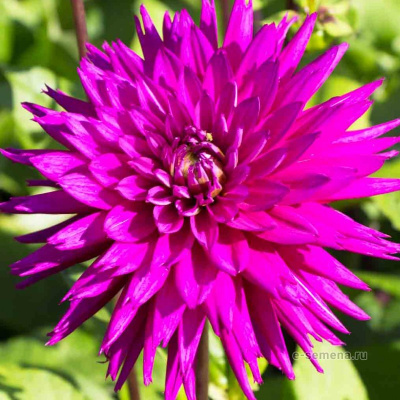 Георгин Амбишн