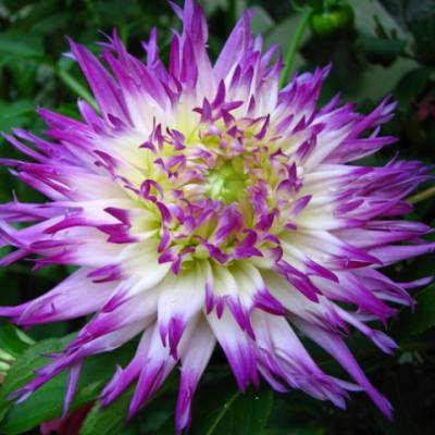 Георгин Веритейбл (1 шт)